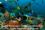 Tropical Fish Coral Reef photos