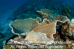 Crocodile fish images