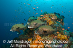 Many-Spotted Sweetlips photos