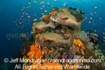 Many-Spotted Sweetlips pictures