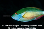 Redband Parrotfish pictures