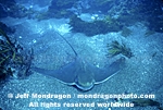 Bat Ray pictures