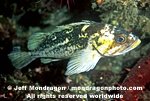 Copper Rockfish pictures