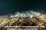 Lingcod images