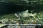 Spawning Chum Salmon images
