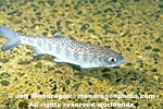 Coho Salmon Parr photos