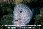 Wolf-eel images
