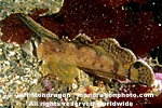 Sailfin Sculpin pictures