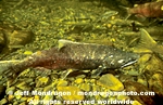 Chinook Salmon photos