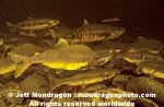 Pink and Chum Salmon images