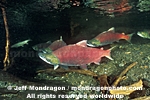 Sockeye Salmon pictures