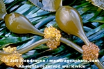 Herring Eggs on Kelp photos