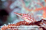 Longnose Hawkfish images