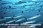 Chevron Barracuda pictures