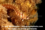 Mosshead Warbonnet pictures