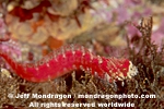 Mosshead Warbonnet pictures