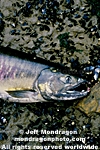 Chum Salmon photos