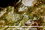 Buffalo Sculpin pictures