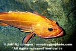 Yelloweye Rockfish images