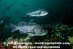 Black Rockfish pictures