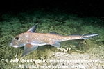 Spotted Ratfish pictures
