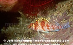 Dwarf Hawkfish pictures