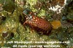 Mantis Shrimp images
