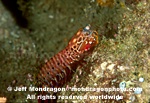 Mantis Shrimp images