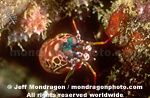 Mantis Shrimp photos