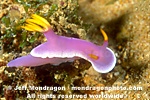Nudibranch photos