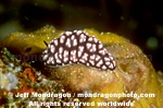 Nudibranch pictures