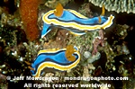 Nudibranch photos