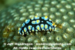 Nudibranch images