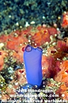 Solitary Ascidian Tunicate images