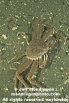 Tanner Crab photos