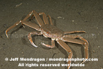 Tanner Crab photos