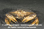 Dungeness Crab images