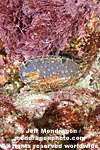 Pink Abalone photos