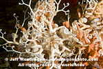 Common Basket Star pictures