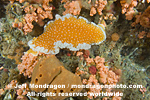 Orange Peel Nudibranch  pictures