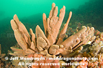 Finger Sponge images