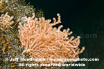Gorgonia soft coral  images