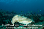 Broadclub Cuttlefish images