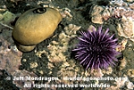 Purple Urchin  images