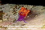 Spanish Shawl Nudibranch pictures