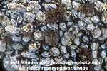 Mussel Bed pictures