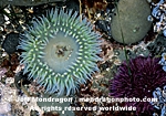 Giant Green Anemone pictures