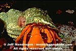 Orange Hermit Crab photos