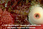 Clown Shrimp photos
