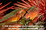 Red Rock Crab images